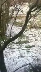 Vincent-Starry Starry Night Jm