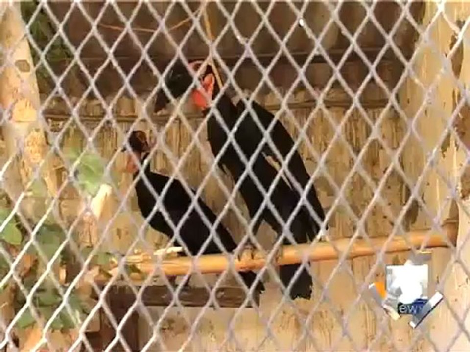 Geo Reports-Zoological Garden-27 Feb 2012.mp4
