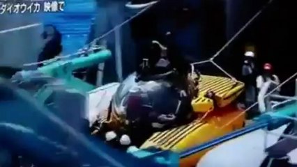 calamar géant du Pacifique