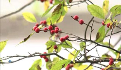 Животные-строители: "Гнёзда и коконы"