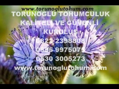 arı otu fiyatı,arı otu satışı,satılık arı otu tohumu,arı otu yetiştiriciligi,