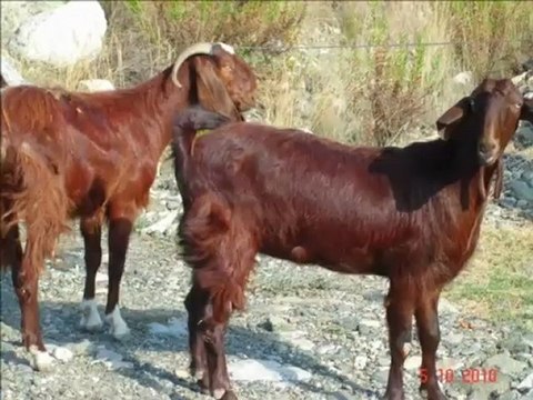 halep kecileri fiyatları ve halep kecisi satılık