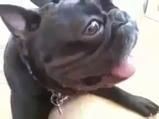 Rolantide çalışan köpek komik video 2011_2 PeriKizi.Net