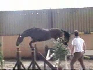 Psoam saut en liberté