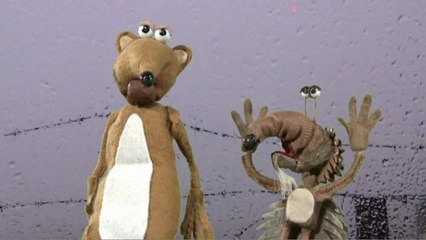 Brazilian Smuggling Prison Cat