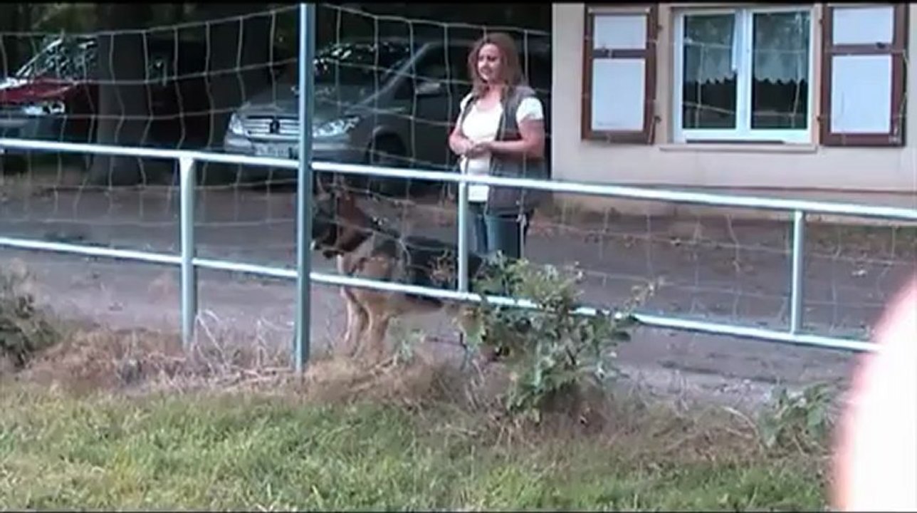 Dusty v Valtenberg Schutzdienst