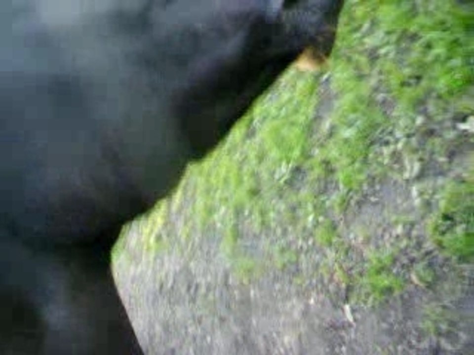 kaline et gallopeuse 001