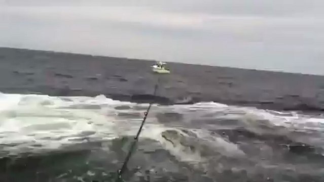 Une baleine en plein saut