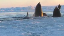 Doce orcas quedan atrapadas en el hielo en Canadá