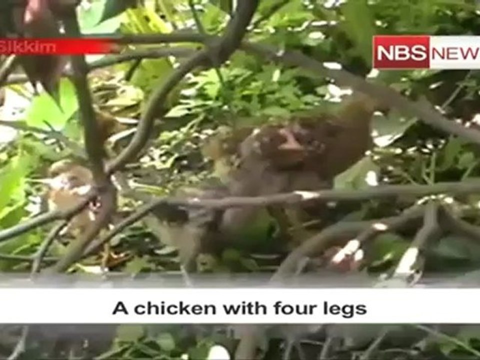 A chicken with four legs.mp4