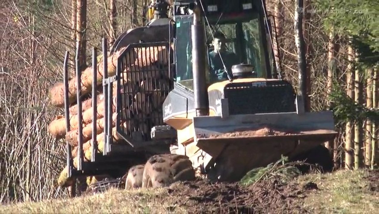 Exploitation forestière Ht Vosges