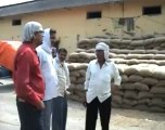 After rats, now pigs eating food grains in Allahabad.mp4