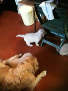 Maman Betty joue avec ses chiots partie 2