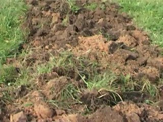 веселая прогулка молодых