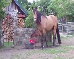 Golden Proud's Perfection