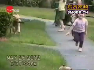 !!AmaZing!! Dog Videos For All You Dog Lovers - Mix Quality - 360P