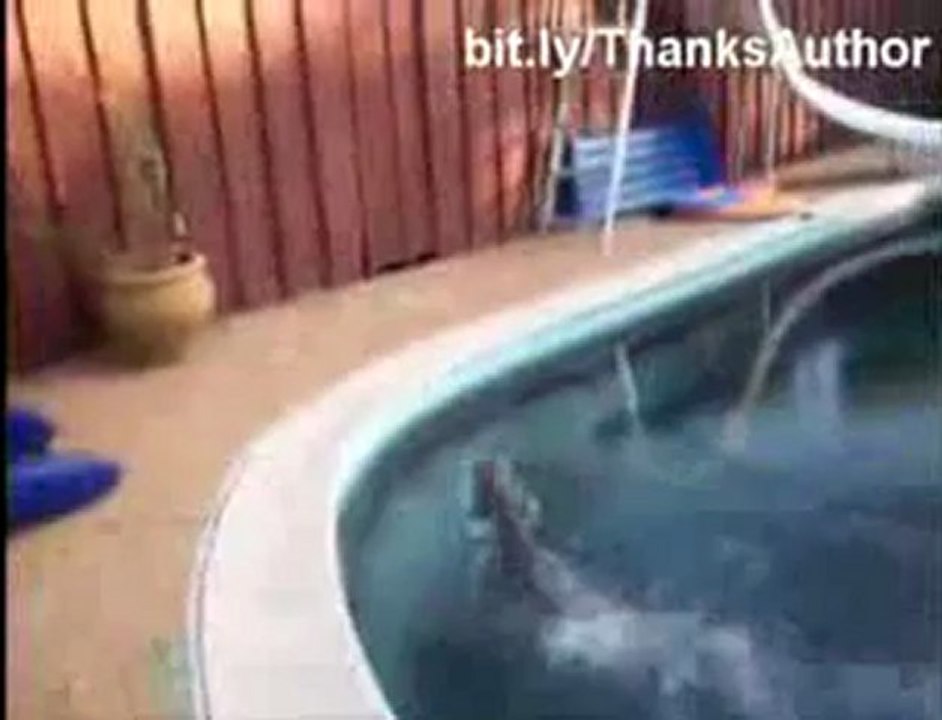 Gatos em situações engraçadas