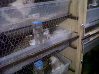 Chant du cochon d'inde