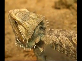 How to Breed Crickets Easy