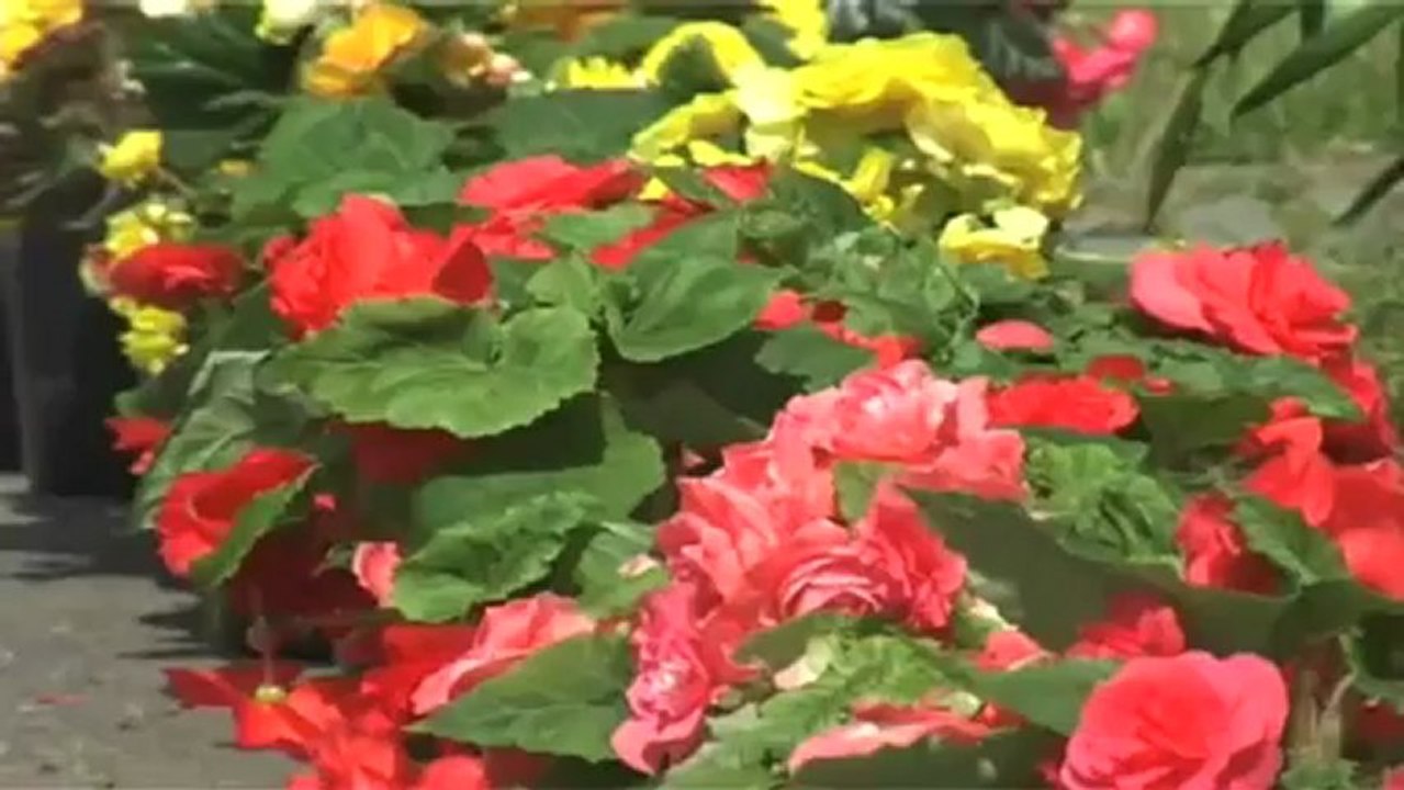 Curtain raiser for mesmerizing International flower show.mp4