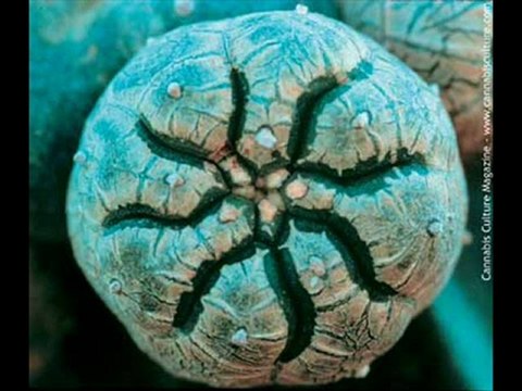 Lalabella Riddim Mix by Selecta Wey