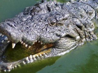Alligator Found Guarding Marijuana in Home