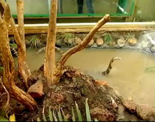 King Cobra in Red list of Threatened Species NEW.mp4
