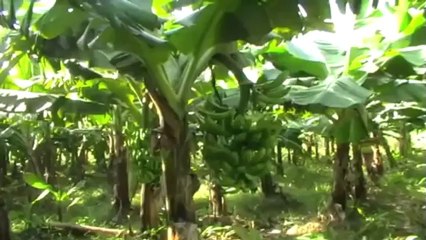 Magnum Opus  Machine that creates gold from waste!.mp4