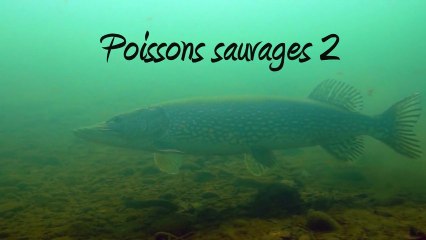 Poissons sauvages 2