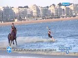Horse Surfing - Les Animaux De La 8