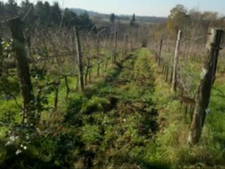 Agriturismi economici Pisa e dintorni