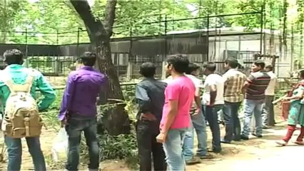 Three tiger cubs die in Sanjay Gandhi national Zoo.mp4