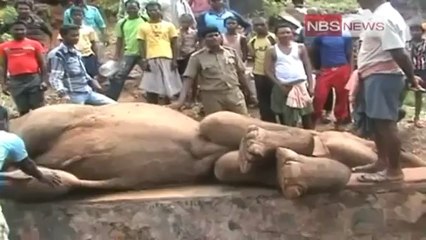 Two elephants killed by train in Odisha.mp4