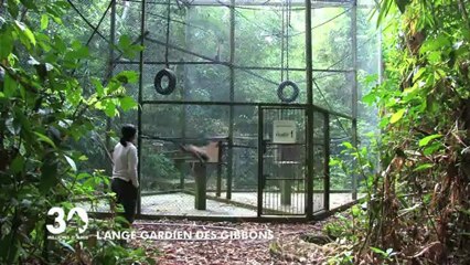Les gibbons de Bornéo