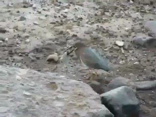 Pássaro usa pedaço de pão para pescar