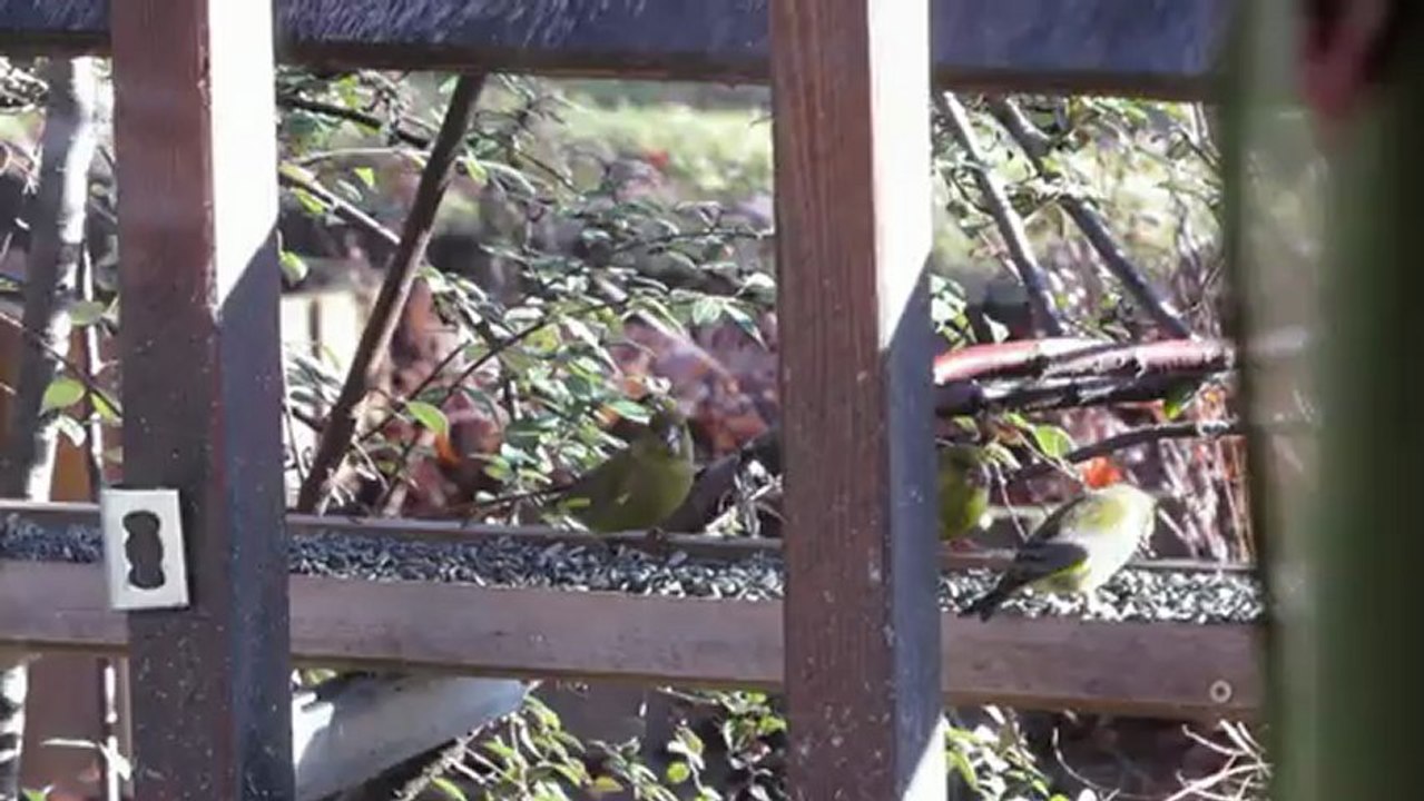 Gros bec casse noyau