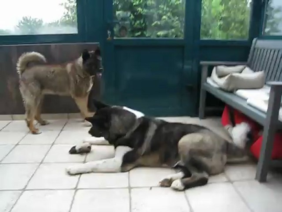 Akita play MVI_8853