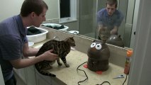 Bengal Cat Rumble vs Air Humidifier Linus Cat Tips