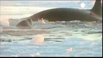 Once orcas escapan de una trampa de hielo en Canadá