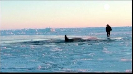 Ice cool orcas escape Hudson Bay death trap