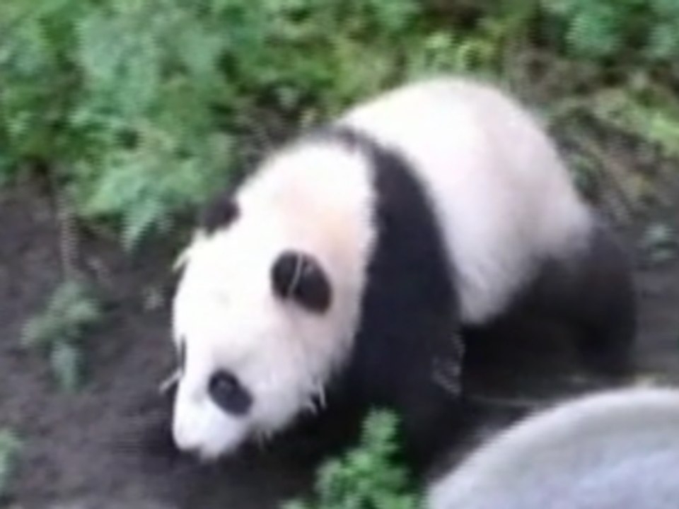 San Diego Zoo's Newest Giant Panda Cub Makes first Public Debut