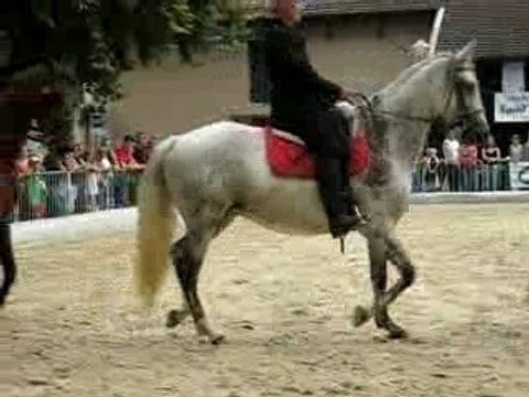 chevaux lusitaniens et PRE