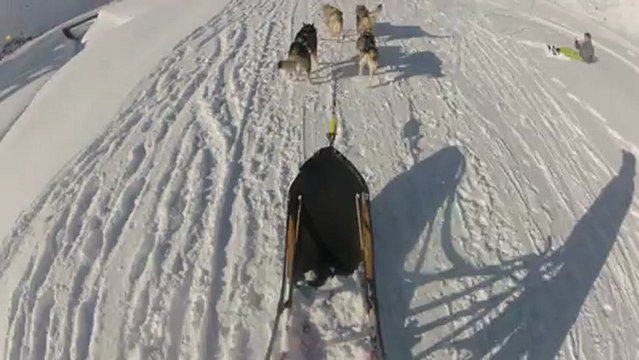 Ballade à chiens de traîneaux
