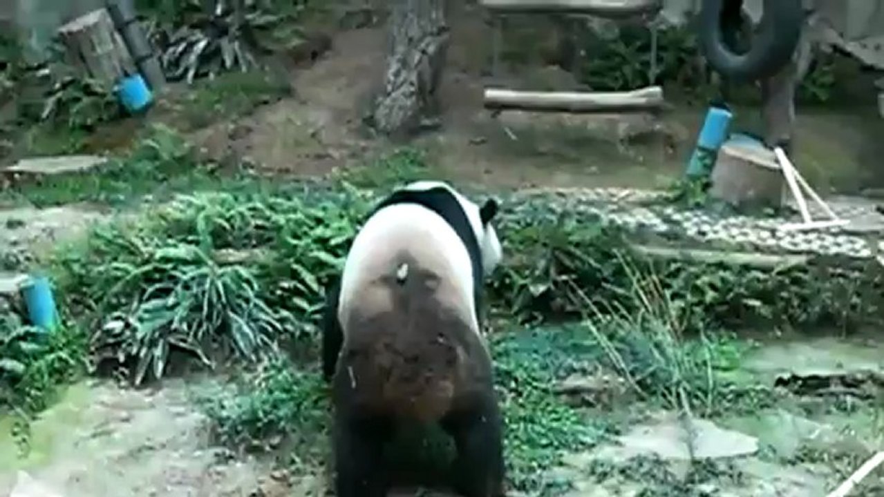 Funny Video Animal Panda
