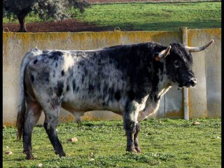 LOS PROTAGONISTAS DEL CARNAVAL DEL TORO 2013