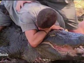 En Australie, on lutte avec les alligators pour sauver leurs oeufs