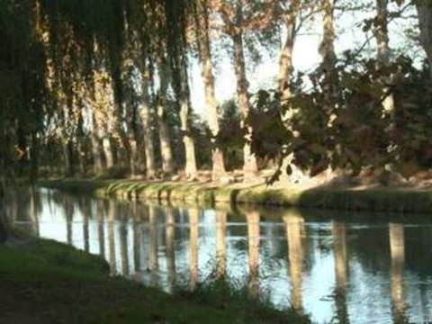 Haro sur les platanes du Canal du Midi