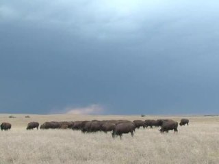 Le bison fait son retour dans les plaines américaines