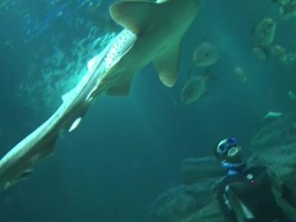 En apnée au milieu des requins