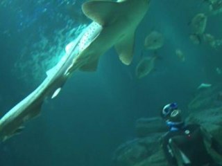 En apnée au milieu des requins